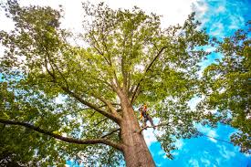 Trusted Fair Haven, NJ Tree Removal Experts