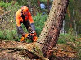 Best Hedge Trimming  in Fair Haven, NJ