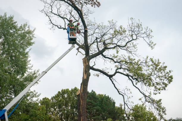 Best Tree Disease Treatment  in Fair Haven, NJ